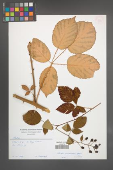 Rubus ambrosius [KOR 54933]