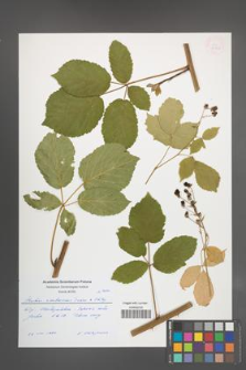 Rubus ambrosius [KOR 54922]