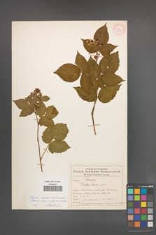 Rubus scissus [KOR 55343]