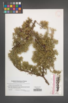 Juniperus macrocarpa [KOR 43331]
