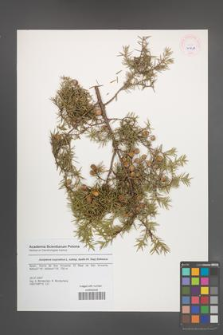 Juniperus oxycedrus [KOR 45658]