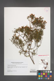 Juniperus navicularis [KOR 45650]