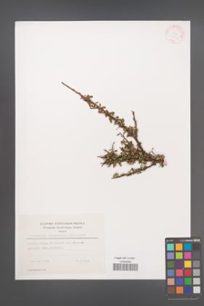 Cotoneaster integrifolius [KOR 27864]
