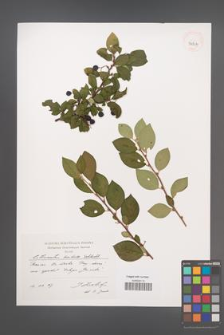 Cotoneaster lucidus [KOR 39207]