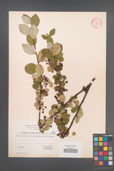 Cotoneaster melanocarpus [KOR 6013]