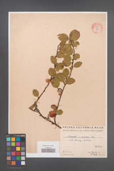 Cotoneaster melanocarpa [KOR 55156]