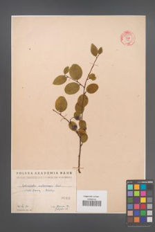 Cotoneaster melanocarpa [KOR 55157]