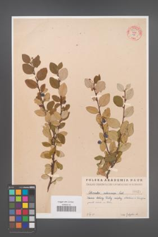Cotoneaster melanocarpa [KOR 55159]
