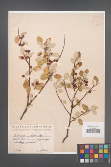 Cotoneaster multiflora [KOR 13108]