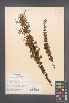 Cotoneaster microphylla [KOR 34150]