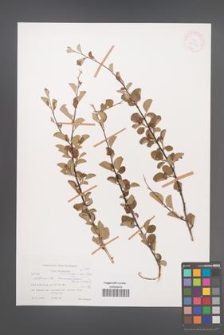 Cotoneaster nummularioides [KOR 27739]