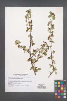 Cotoneaster nummularia [KOR 47305]