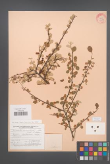 Cotoneaster nummularius [KOR 23157]