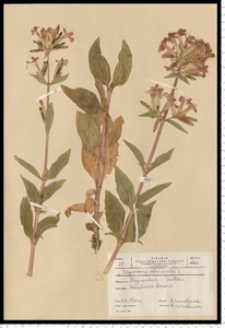Saponaria officinalis L.