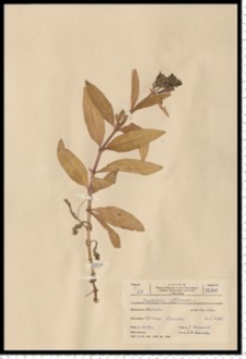 Saponaria officinalis L.