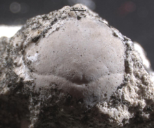 Eodromites bernchrisdomiorum