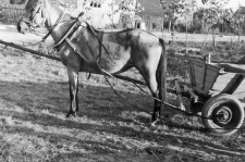 Harness