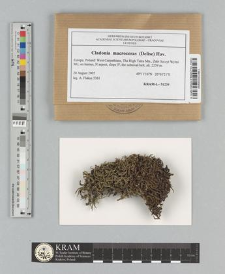 Cladonia macroceras (Delise) Ahti