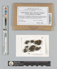 Lichenomphalia alpina (Britzelm.) Redhead, Lutzoni, Moncalvo & Vilgalys 