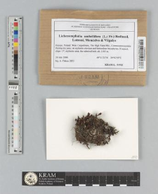 Lichenomphalia umbellifera (L.) Redhead, Lutzoni, Moncalvo & Vilgalys
