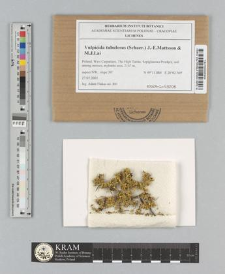 Vulpicida tubulosus (Schaer.) J.-E. Mattsson & M.J. Lai 