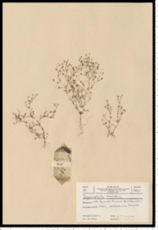 Gypsophila muralis L.
