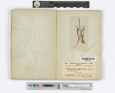 Bulbochaete setigera var. elongata Itz.