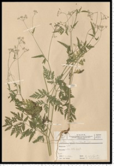 Torilis japonica (Houtt.) DC.