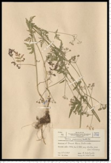 Torilis japonica (Houtt.) DC.