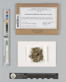 Xanthoparmelia callifolioides Adler, Elix & J. Johnst.