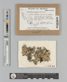 Parmotrema eurysacum (Hue) Hale