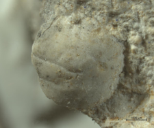 Goniodromites serratus