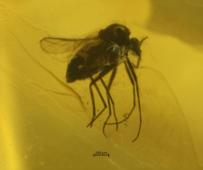 Diptera (Nematocera, Chironomoidea)