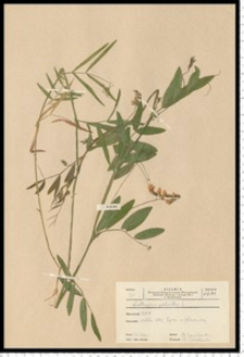 Lathyrus palustris L.