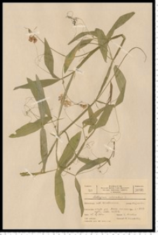Lathyrus sylvestris L.