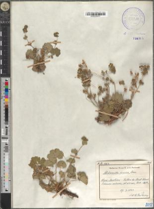 Alchemilla cinerea Bus.