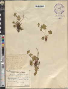 Alchemilla fissa Günth. et Schumm.