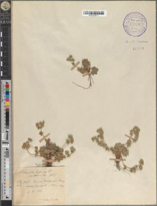 Alchemilla hybrida L.