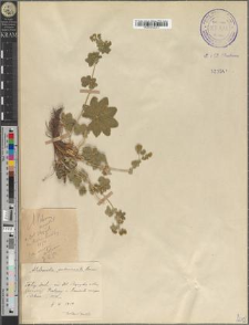Alchemilla subcrenata Buser