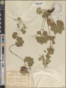 Alchemilla subsericoneura B. Pawł.