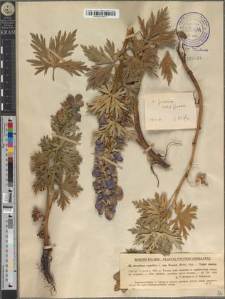 Aconitum firmum Rchb. subsp. firmum