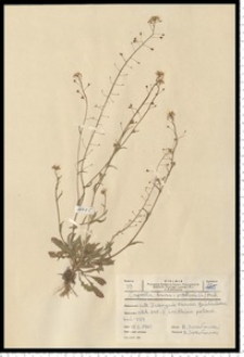 Capsella bursa-pastoris (L.) Medik.