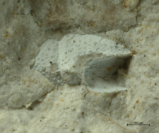 Goniodromites species