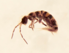 Orchesella multifasciata