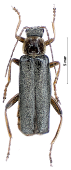 Cantharis nigricans (Müller, 1776)
