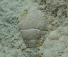 Goniodromites species