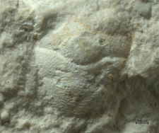 Goniodromites species