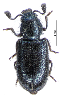 Necrobia violacea (Linnaeus, 1758)