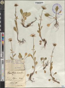 Leucanthemum rotundifolium (W. K.) DC. × vulgare Lam. var. alpicolum Orewli