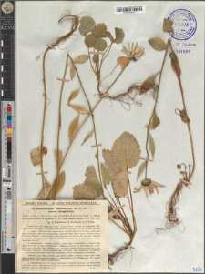 Leucanthemum rotundifolium (W. K.) DC.